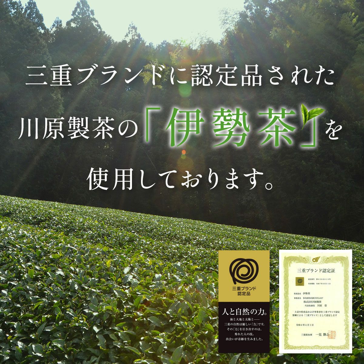 まるよしアイス 伊勢茶味 4個入り | 松阪まるよし
